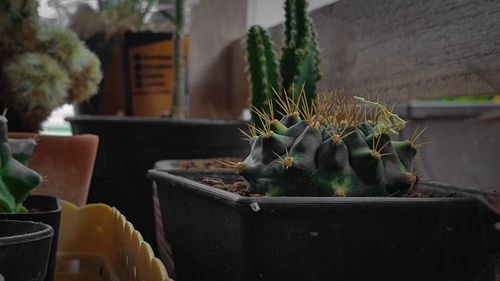 Close-up of potted cactus plant in yard