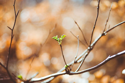 Close-up of plant