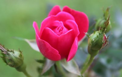 Close-up of pink rose blooming outdoors