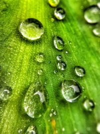 Full frame shot of wet leaf