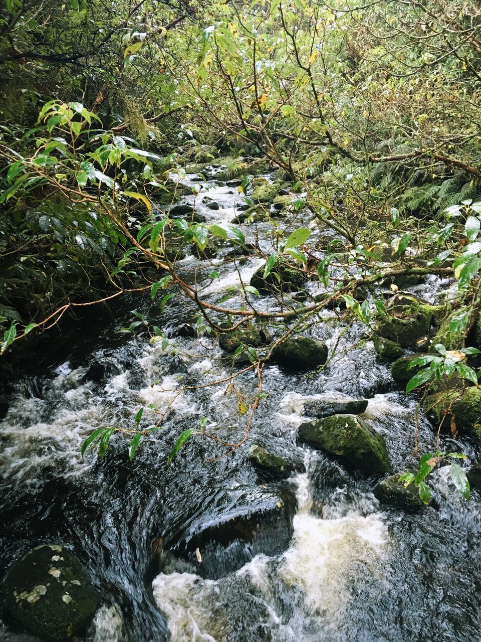 STREAM AMIDST ROCKS IN FOREST