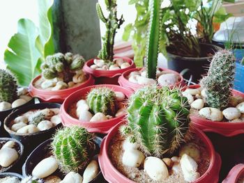 Close-up of succulent plants