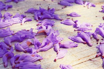 Close-up of purple flowering plant