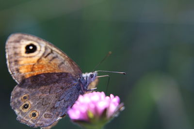 Butterfly in the flower