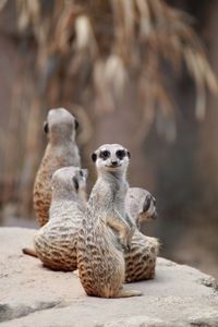 Sheep sitting on rock