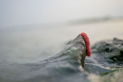 Close-up of red rock in sea against sky