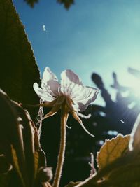 Close-up of insect on plant against sky