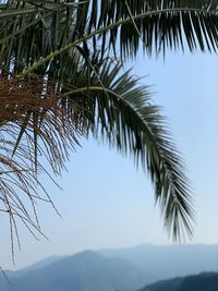 Low angle view of coconut palm tree against clear sky