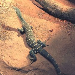 High angle view of lizard on rock