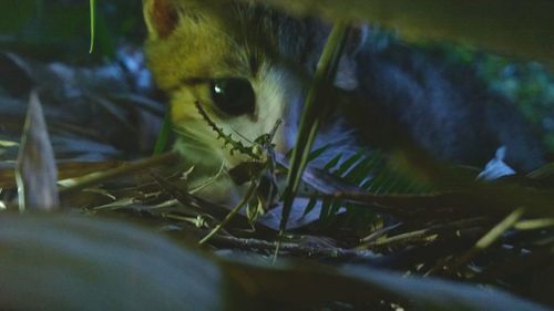 Close-up portrait of cat