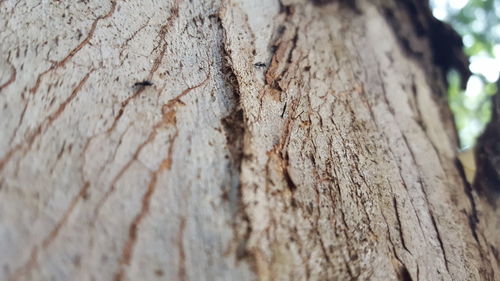 Close-up of tree trunk