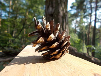 Close-up of dry leaf on tree trunk