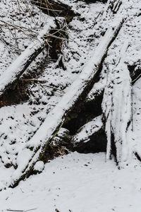 Close-up of tree during winter