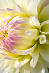 Close-up of yellow flower