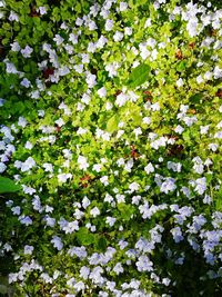 Low angle view of white flowering plant in park