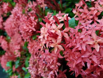 Close-up of pink flowers blooming outdoors