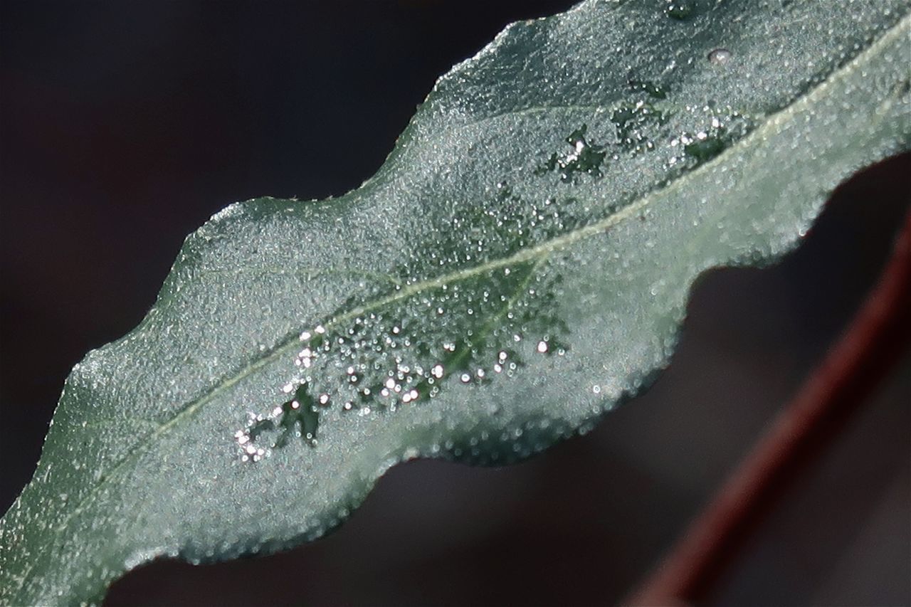 CLOSE-UP OF RAINDROPS ON LEAF