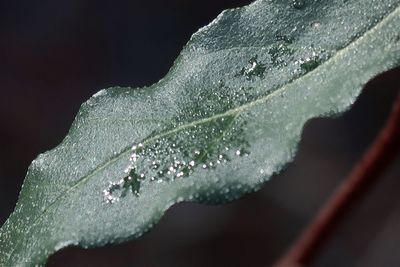 Close-up of raindrops on leaves