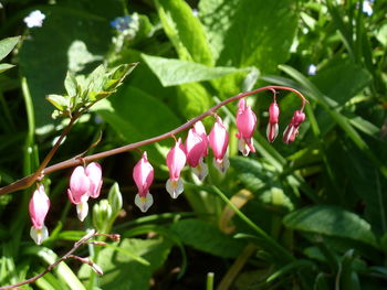 Close-up of flowers growing on tree