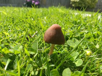 Close-up of mushroom growing on field