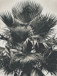 Low angle view of palm trees
