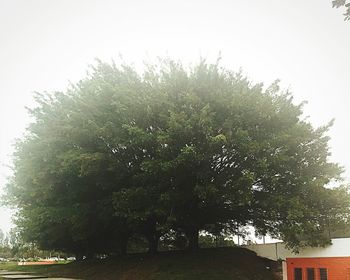 Low angle view of trees
