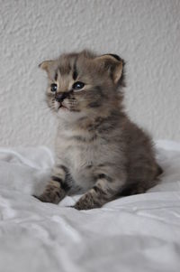 Silver f1 savannah kitten