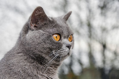 British shorthair cat, domestic cat, neutered cat.