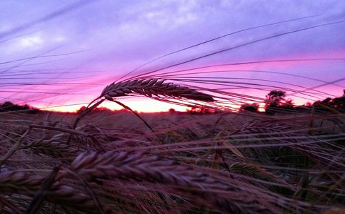 Plants growing on field against sky during sunset