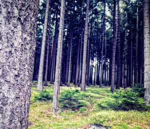 Trees in forest