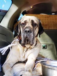 Woman's best friend english mastiff 15 years and counting