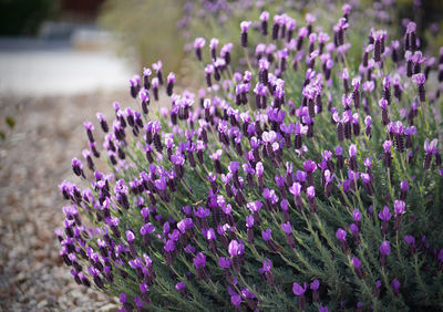 Close-up of purple crocus flowers on field