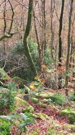 Trees in forest