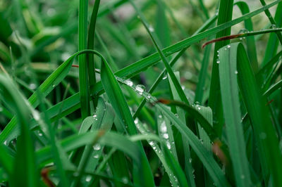 Close-up of wet grass during rainy season