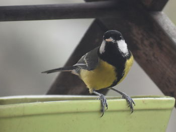 Close-up of bird perching on railing