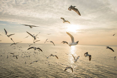 Silhouette birds flying over sea against sky during sunset