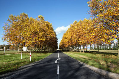 Trees along empty road in autumn