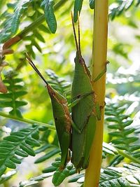 Close-up of insect on leaf