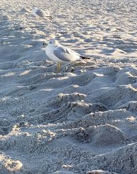 High angle view of seagulls on land