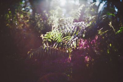 Close-up of plants against blurred background