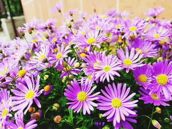 Close-up of pink flowering plants