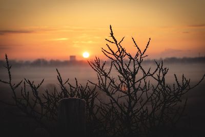 Silhouette plants against sky during sunset