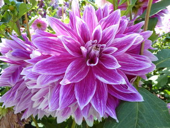 Close-up of pink flowering plant