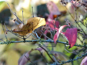 Close-up of dry leaves on branch