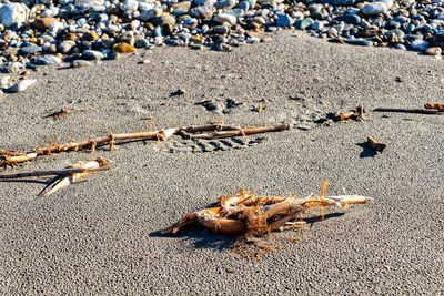 High angle view of shells on sand