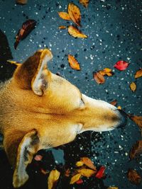 Directly above shot of stray dog on wet street during autumn
