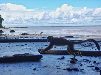 View of driftwood on beach