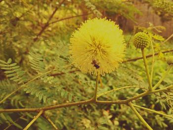 Close-up of dandelion