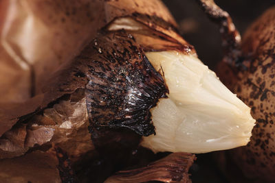 Close-up of fruit