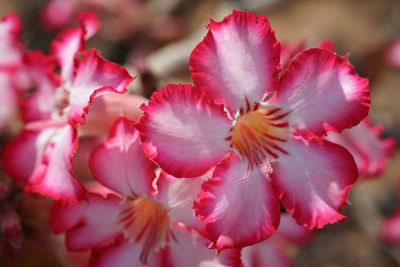 Close-up of pink cherry blossom